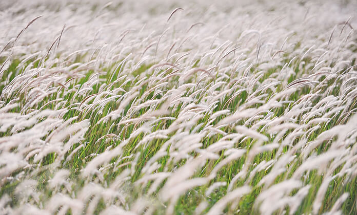 Mùa cỏ lau tại Đà Nẵng